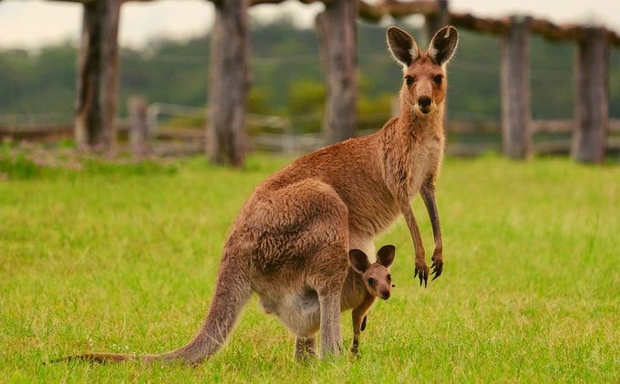 Kangaroo