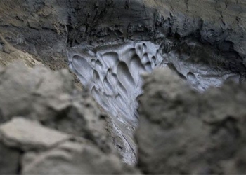 climate change will make viruses evolve but there is a historical rebirth 127912