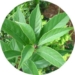 climate tree thanh cuong quercus glauca 5434