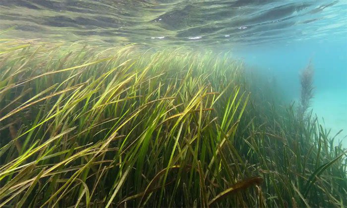 Seagrass near the Channel Islands (UK).