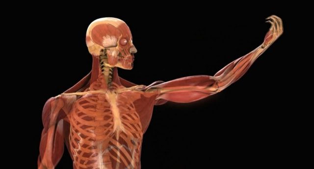The human body undergoes many changes after the age of 20.