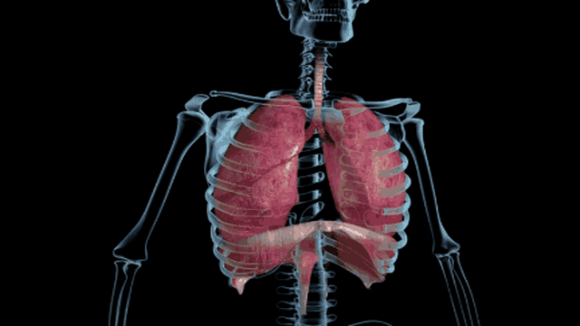 At the age of 20, the human body reaches maximum bone and muscle mass.