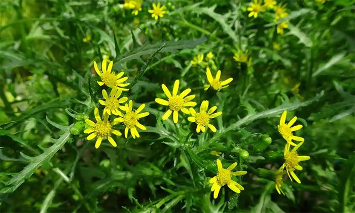 York groundsel