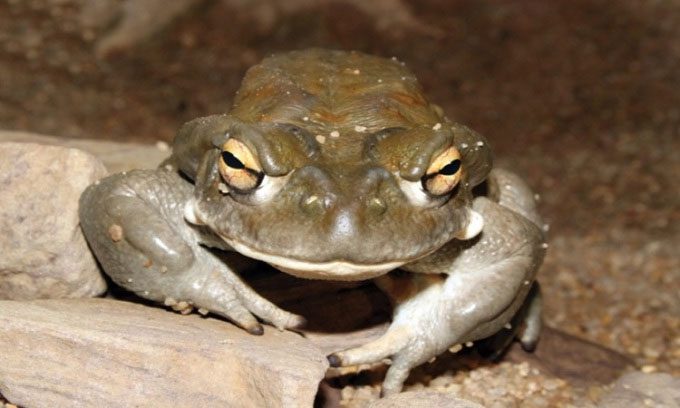 The Sonoran Desert Toad is relatively large.