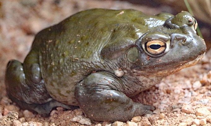 The Sonoran Desert toad is one of the largest toad species in the U.S.