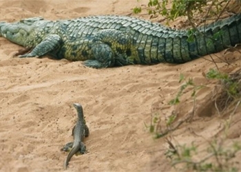 cold as a snake stealing a crocodile in tan trong 129136