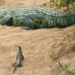cold as a snake stealing a crocodile in tan trong 129136