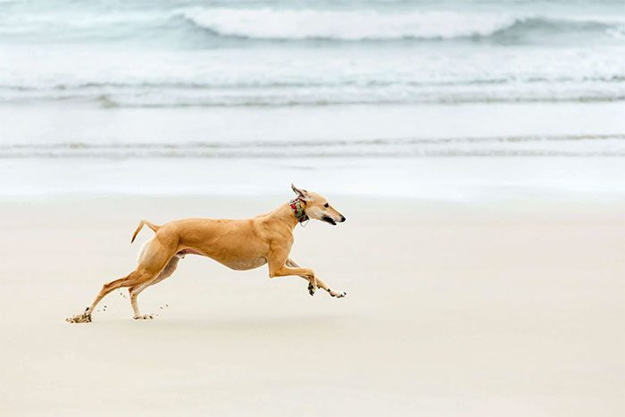 Dogs are excellent runners.