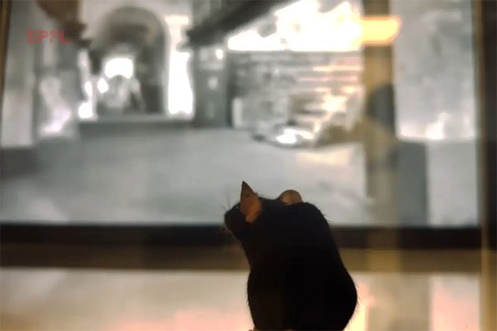AI can accurately reconstruct what a mouse sees into video.