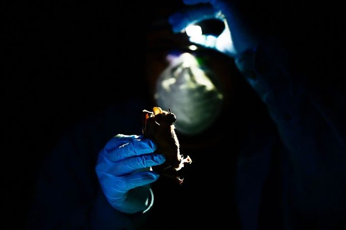 There are approximately 500,000 to 800,000 animal-origin viruses capable of infecting humans.