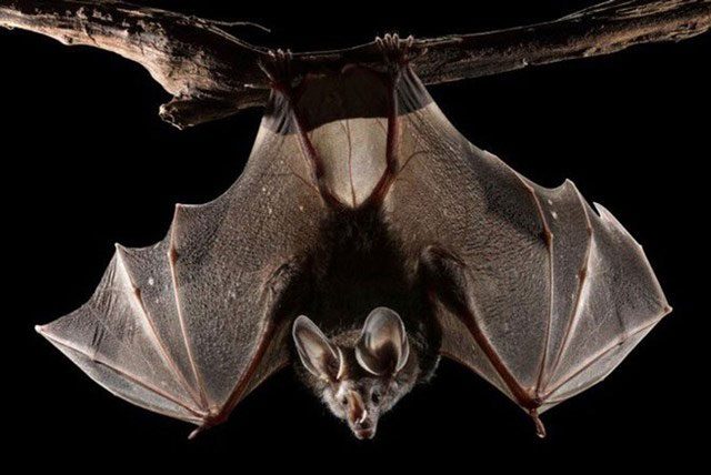 Humans learn from bats about sound waves.