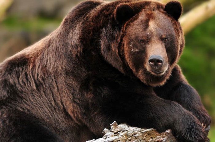 The largest recorded North American grizzly bear was captured in Alaska