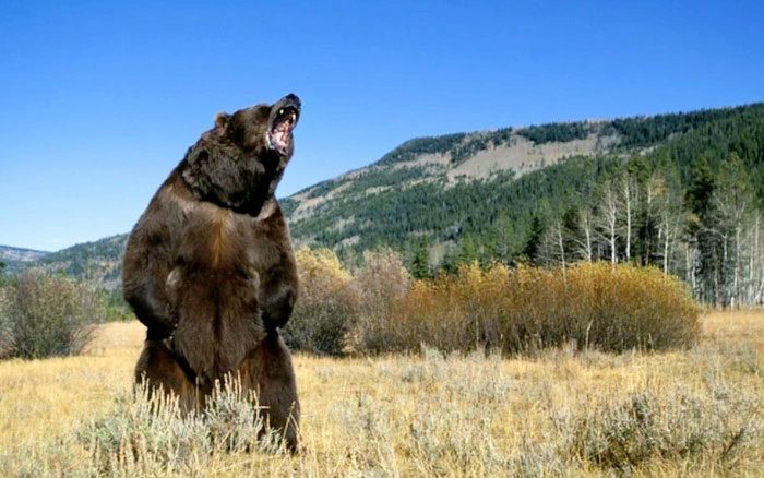 Each habitat can influence the size and development of North American grizzly bears.