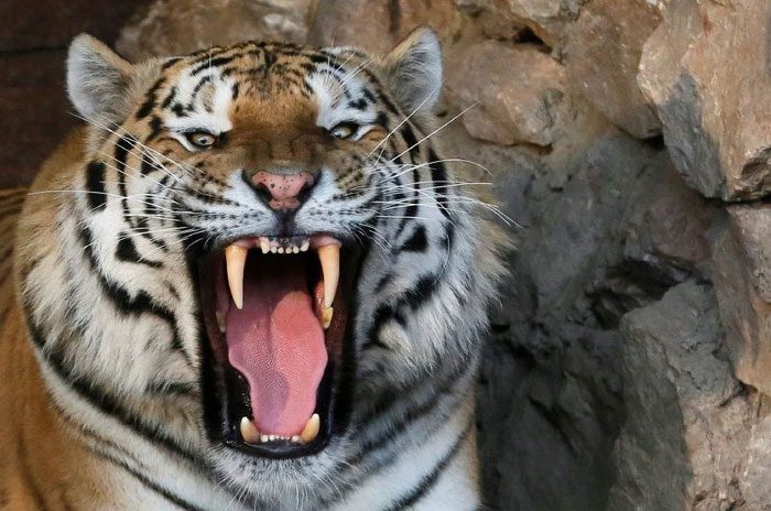 Tiger canines are very long, significantly longer than those of other big cats proportionally.