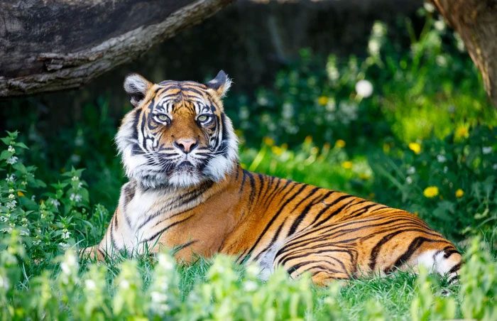 Tigers are apex predators in the food chain.