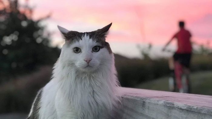 If cats were the size of tigers, they might become more aggressive.