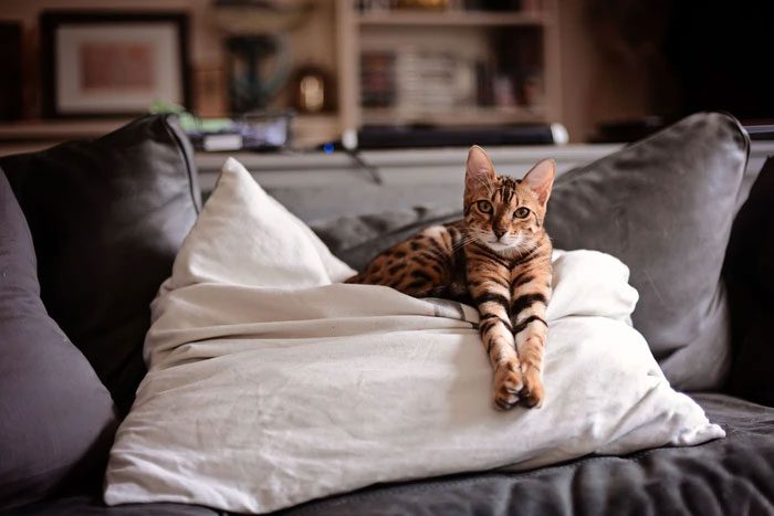 In fact, domestic cats are a semi-domesticated species.