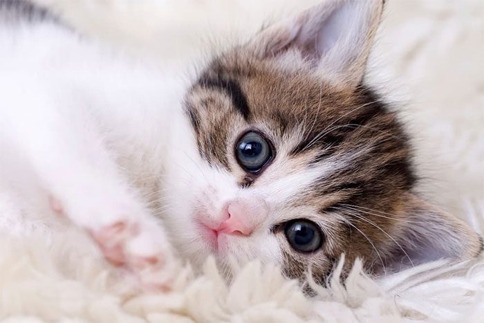  Spaying female cats currently involves invasive surgery, which is expensive and carries a risk of infection. 
