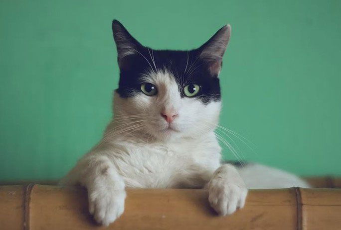 This is the first time highly pathogenic avian influenza A/H5N1 has been detected in large numbers in cats