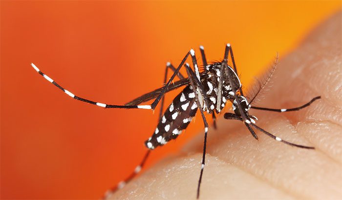 On average, mosquitoes are moving to higher altitudes at a rate of ~7m per year.