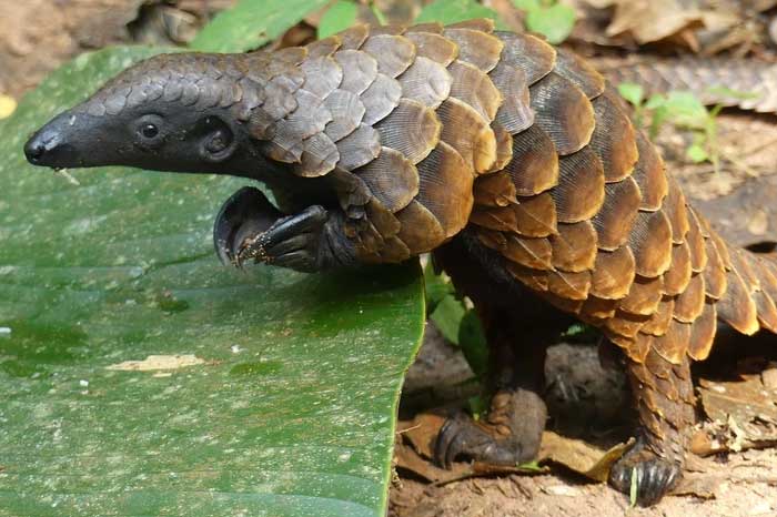 Pangolins are threatened by poaching and deforestation