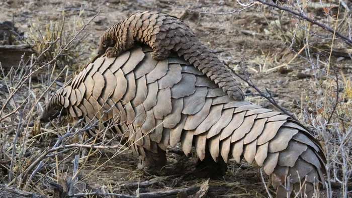 The entire body of the pangolin is covered with hard scales