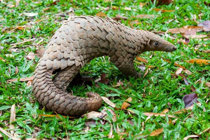 Pangolins live in hollow tree hollows or burrows, depending on the species