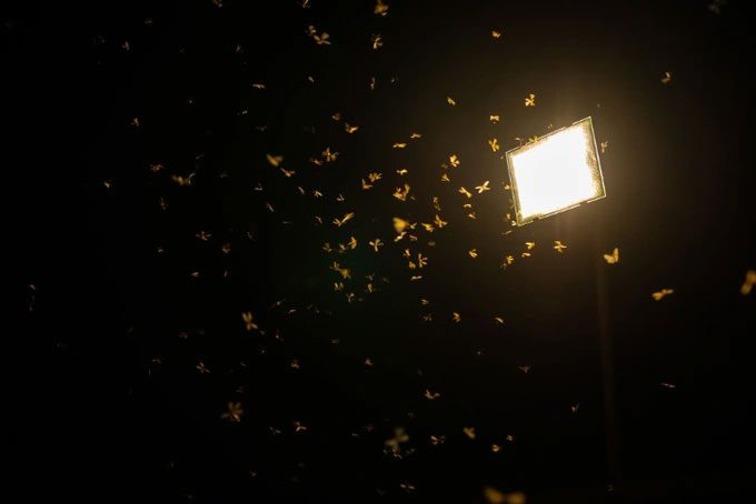 Moths circling around a bright light.