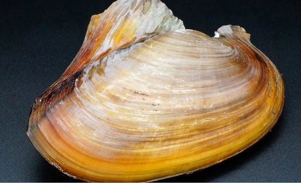 Thin-shelled oyster.