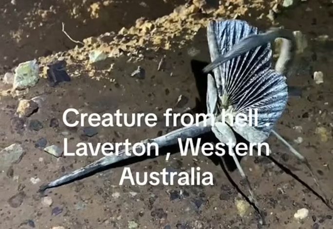 The mysterious creature in Western Australia resembles a blend of stick insect and stick bug.