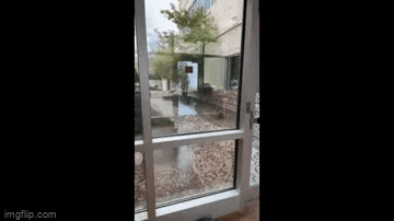 Chilling images at a hospital in Nevada invaded by Mormon crickets.