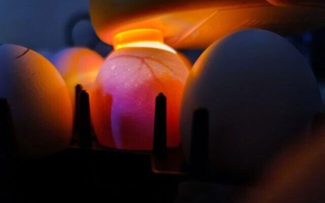 Golda egg technology only produces female chicks from Israel.