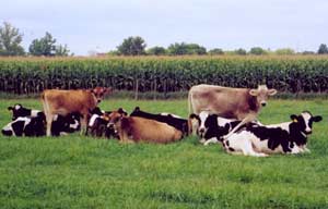Cattle