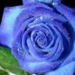 create green roses using rnai technology 5621