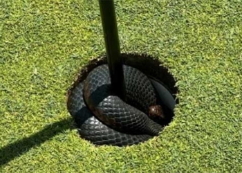 crocodile and venomous snake invade golf course australia 128612