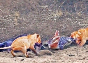 crocodile climbs out of mud to steal bull from lion 128618