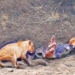 crocodile climbs out of mud to steal bull from lion 128618