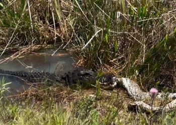 crocodile quang quat before eating meat tran mien dien 126830