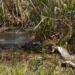 crocodile quang quat before eating meat tran mien dien 126830