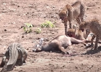 crocodile under the sand to capture the living deer 127289