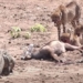 crocodile under the sand to capture the living deer 127289