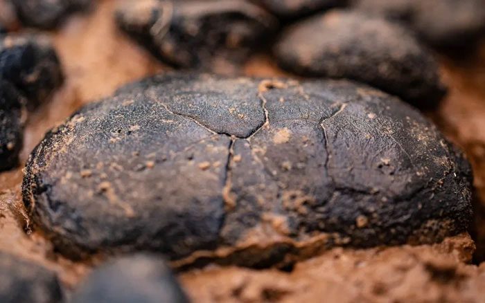 These polymetallic nodules take millions of years to reach significant sizes.