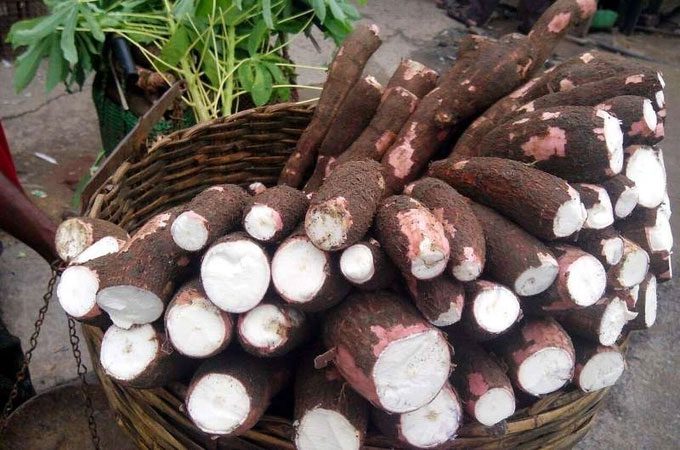 Cassava is one of the plants that helped the Maya survive during droughts