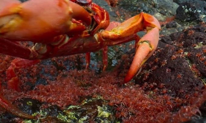Adult red crabs waiting to prey on young crabs.