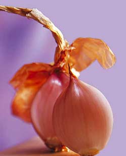 Onion