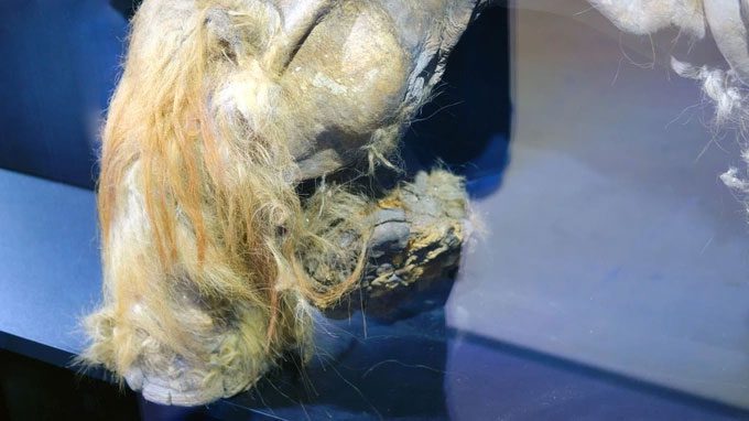 Pithovirus mammoth virus found in a woolly mammoth fur clump.