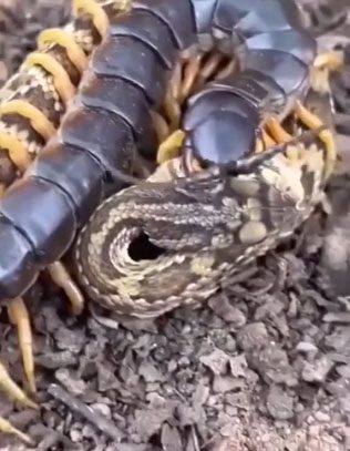 The Battle Between Snake and Centipede
