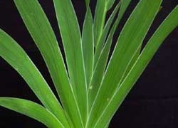 cure for disease 5110