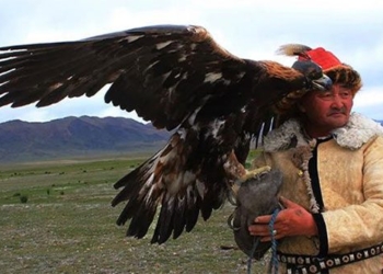 customs of catching bat birds by the du muc community how trained birds respond to what level 128891