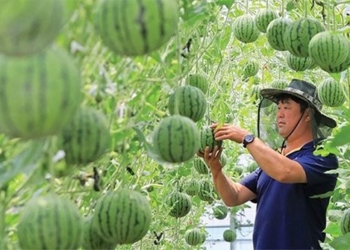 cute but expensive baby watermelons 127756